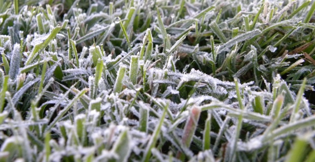 Garden frost