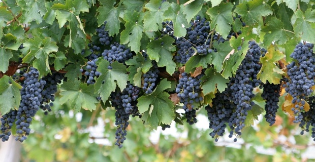 Wine grapes